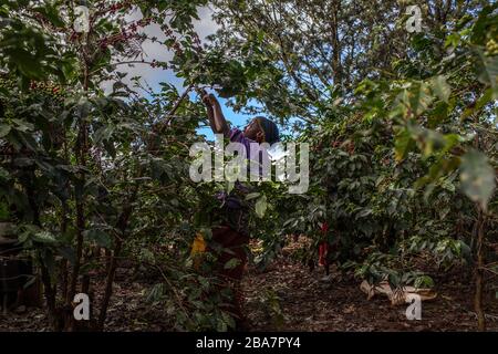 Cueillette du café à la périphérie de Nairobi, Kenya, 10 novembre 2015 Banque D'Images