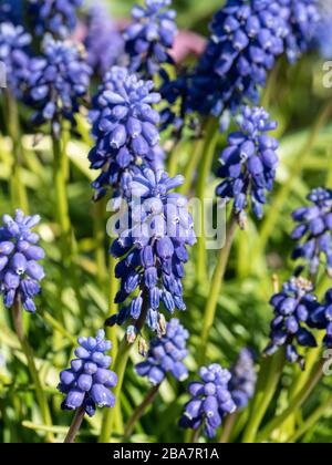 Un groupe de fleurs bleues profondes de la jacinthe de raisin Muscari armeniacum Banque D'Images