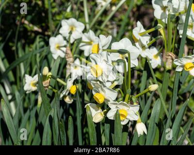 Un groupe de fleurs blanches et jaunes de citron de la tazetta daffodil Narcisse Avalanche Banque D'Images