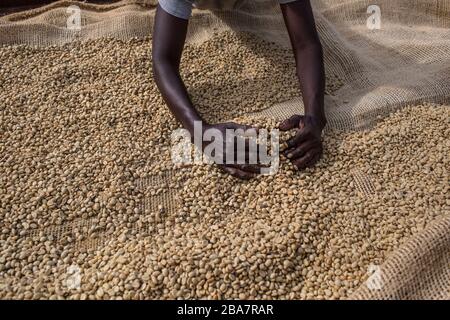 Cueillette du café à la périphérie de Nairobi, Kenya, 10 novembre 2015 Banque D'Images