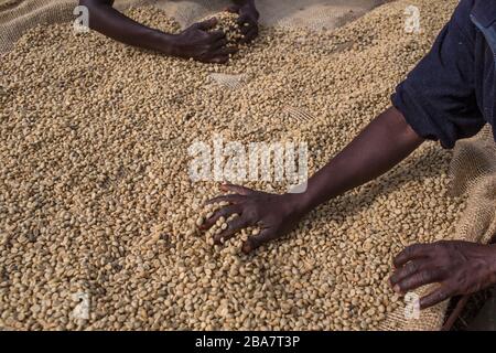 Cueillette du café à la périphérie de Nairobi, Kenya, 10 novembre 2015 Banque D'Images