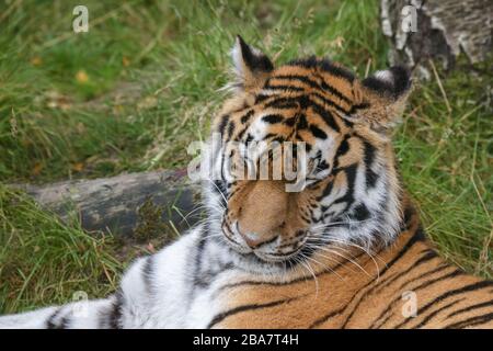 Tigre de Sibérie (Panthera tigris altaica) ou tigre d'Amour qui pond dans l'herbe Banque D'Images