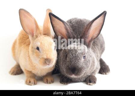 Deux jolis lapins rouges et gris rex isolés sur fond blanc Banque D'Images