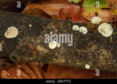 Variable Oysterling, Crepidotus variabilis, champignon sur bois tombé en hêtre. Banque D'Images