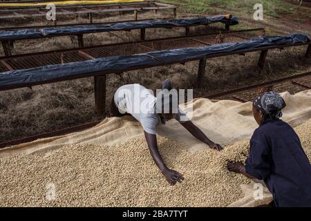 Cueillette du café à la périphérie de Nairobi, Kenya, 10 novembre 2015 Banque D'Images