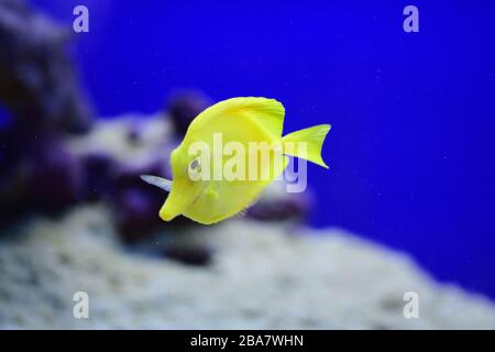 Le tang jaune (Zebrasoma flavescens), poisson d'aquarium jaune d'eau salée de la famille des Acanthuridae. Banque D'Images