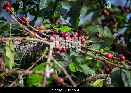 Cueillette du café à la périphérie de Nairobi, Kenya, 10 novembre 2015 Banque D'Images