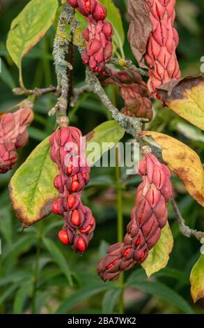 Fruits de saucer magnolia 'Rustica Rubra', Magnolia x soulangeana 'rustica rubra' en automne. Banque D'Images