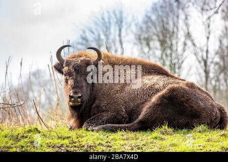 Bison européen (Bison bonatus) également connu sous le nom de wisent, zubr ou bison des bois européen. À Lelystad Holland. Banque D'Images