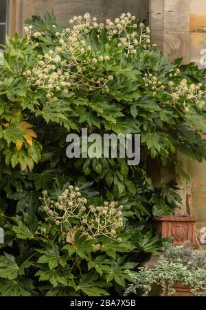 Aralia japonaise, Fatsia japonica, en fleur dans une cour abritée. Banque D'Images