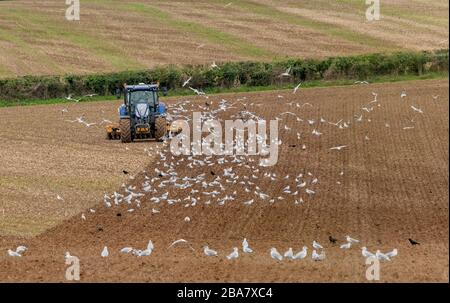 Mouettes (Goélands argentés) suivant un tracteur herbeur dans un champ labouré, Dorset. Banque D'Images