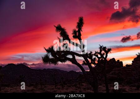 Un arbre de Joshua (Yucca brevifolia) est silhouetté par l'éclat du soleil couchant au parc national de Joshua Tree, Californie, États-Unis. Banque D'Images