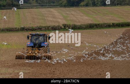 Mouettes (Goélands argentés) suivant un tracteur herbeur dans un champ labouré, Dorset. Banque D'Images