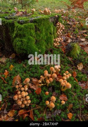 Touffes de soufre, Hypholoma fasciculare, regroupées autour de la vieille souche de conifères, Nouvelle forêt. Banque D'Images