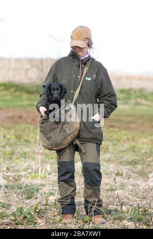 Chiot dans le sac Banque D'Images