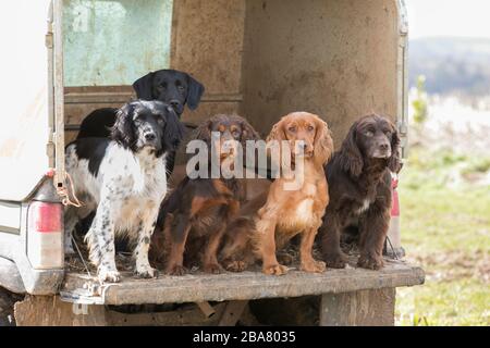 Gundogs à l'arrière d'un camion Banque D'Images
