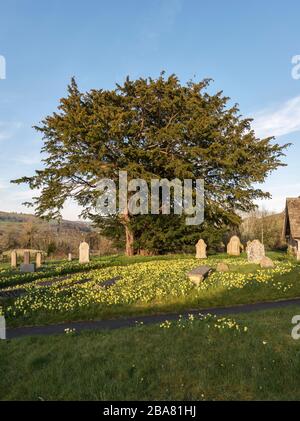 St Michael's Church, Discoed, Powys, Pays de Galles. A cinq mille ans, arbre d'if (Taxus baccata) dans le cimetière, l'un des 5 plus anciens arbres en Grande-Bretagne Banque D'Images