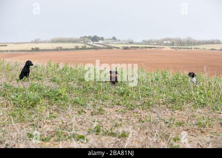 Chiens au travail sur le terrain Banque D'Images