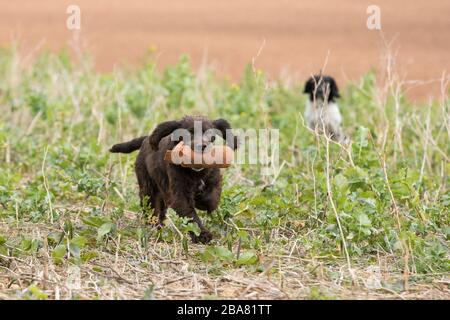 Chiens au travail sur le terrain Banque D'Images