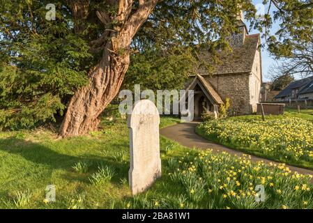 St Michael's Church, Discoed, Powys, Pays de Galles. A cinq mille ans, arbre d'if (Taxus baccata) dans le cimetière, l'un des 5 plus anciens arbres en Grande-Bretagne Banque D'Images