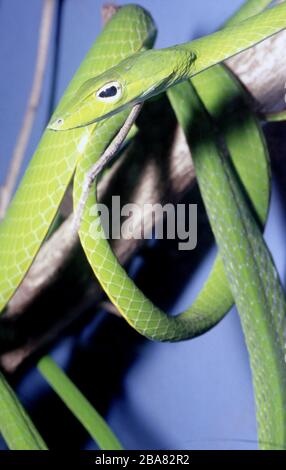 Fouet vert malaisien ou serpent de vigne, Ahaetulla mycterizans Banque D'Images