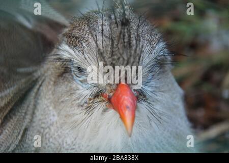 Le chef d'un oiseau seriema à pattes rouges d'Amérique du Sud. Banque D'Images