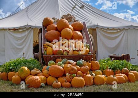 Chariot avec citrouilles. Sur un chariot en bois avec du foin sont de grandes citrouilles orange. Récolte d'automne dans la campagne. Banque D'Images