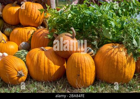 Chariot avec citrouilles. Sur un chariot en bois avec du foin sont de grandes citrouilles orange. Récolte d'automne dans la campagne. Banque D'Images