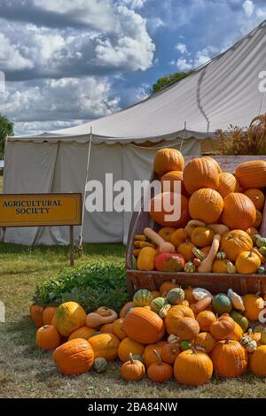 Chariot avec citrouilles. Sur un chariot en bois avec du foin sont de grandes citrouilles orange. Récolte d'automne dans la campagne. Banque D'Images