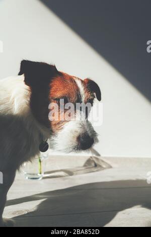 Chien triste dans l'ombre regardant impuissant à la caméra. Jack Russell Banque D'Images