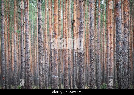 Heidesee, Allemagne. 19 mars 2020. Les petits troncs de pins densément plantés. Crédit: Soeren Stache/dpa-Zentralbild/dpa/Alay Live News Banque D'Images