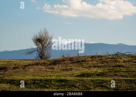Un arbre solitaire sur une colline avec de l'herbe de printemps sur fond d'une montagne enneigée. Banque D'Images