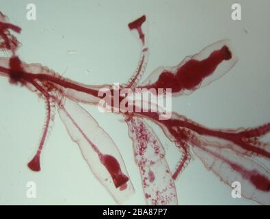 Les polypes d'eau douce sous le microscope 100x Banque D'Images