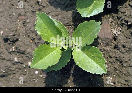 Le charançon du pois et du haricot (Sitona lineatus) se tape sur les feuilles de jeunes haricots de campagne (Vicia faba), Devon, avril Banque D'Images