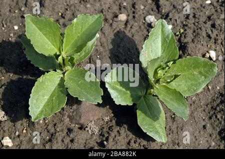 Le charançon du pois et du haricot (Sitona lineatus) se tape sur les feuilles de jeunes haricots de campagne (Vicia faba), Devon, avril Banque D'Images