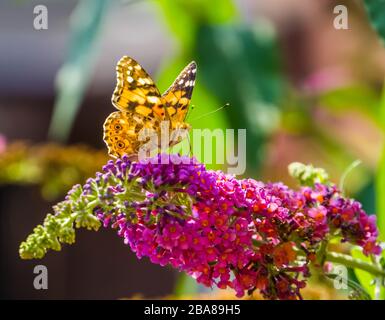 Belle clôture d'une dame peinte papillon assis sur les fleurs d'une plante lilas d'été, commune cosmopolite insecte espèce Banque D'Images