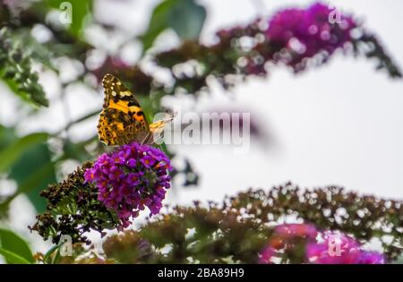 portrait d'une dame peinte papillon assise sur les fleurs d'un buisson papillon, commune cosmopolite insecte espèce Banque D'Images