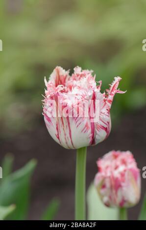 Tulipe rose et blanche Rembrandt avec pétales de terre. Tulipe à franges rouge et blanche. Tulipe rouge blanche Rembrandt. Banque D'Images