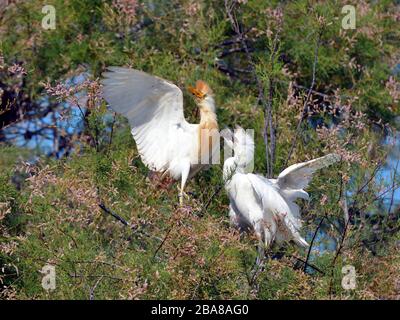 Aigrettes de bétail (Bubulcus ibis) et petite aigrette (Egretta garzetta) dans l'arbre, ailes ouvertes, en Camargue est une région naturelle située au sud d'Arles Banque D'Images