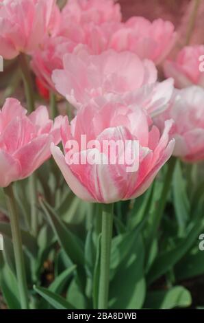 Double tulipe de pivoine rose dans le jardin. Rose rare floraison double tulipe Angélique Banque D'Images