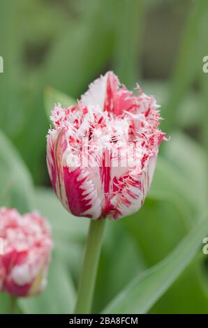 Tulipe rose et blanche Rembrandt avec pétales de terre. Tulipe à franges rouge et blanche. Tulipe rouge blanche Rembrandt. Banque D'Images