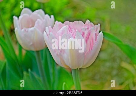 Magnifiques tulipes colorées dans le jardin. Champ avec tulipes roses Banque D'Images