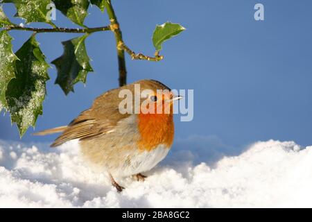 Robin erithacus rubecula, sous le houx du bush dans la neige, Aberdeenshire Banque D'Images