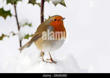 Robin erithacus rubecula, sous le houx du bush dans la neige, Aberdeenshire Banque D'Images