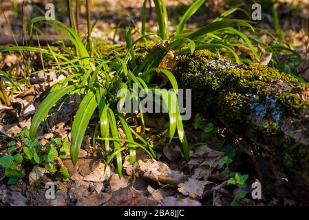 Le plancher forestier couvert de poireaux miracles, l'ail de l'ours de Berlin, Allium paradoxum, en allemand: Wunder-Lauch Banque D'Images