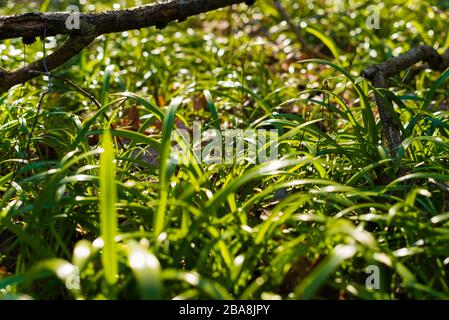 Le plancher forestier couvert de poireaux miracles, l'ail de l'ours de Berlin, Allium paradoxum, en allemand: Wunder-Lauch Banque D'Images