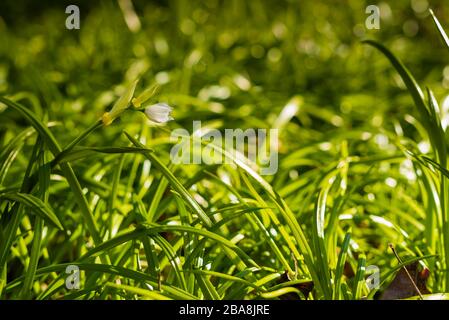 Le plancher forestier couvert de poireaux miracles, l'ail de l'ours de Berlin, Allium paradoxum, en allemand: Wunder-Lauch Banque D'Images