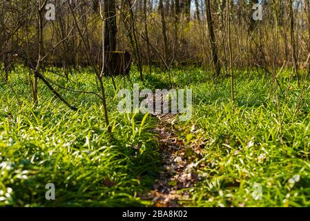 Le plancher forestier couvert de poireaux miracles, l'ail de l'ours de Berlin, Allium paradoxum, en allemand: Wunder-Lauch Banque D'Images