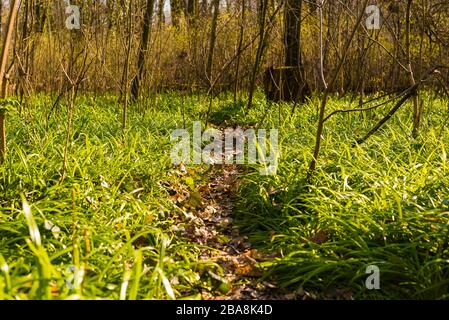 Le plancher forestier couvert de poireaux miracles, l'ail de l'ours de Berlin, Allium paradoxum, en allemand: Wunder-Lauch Banque D'Images