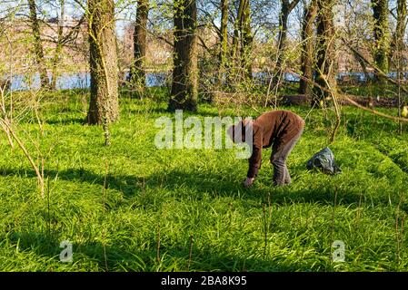 Le plancher forestier couvert de poireaux miracles, l'ail de l'ours de Berlin, Allium paradoxum, un homme recueille des poireaux miracles Banque D'Images